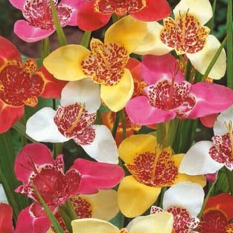 Mix de 10 Tigridia pavonia. . Marque : Jub. Réf. : 115300