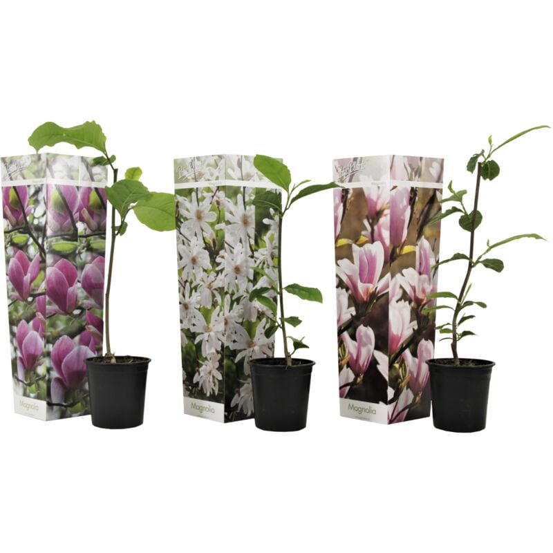 Plant In A Box - Arbre à tulipes - Set de 3 - Magnolia - Hauteur 25-40cm - ⌀9cm