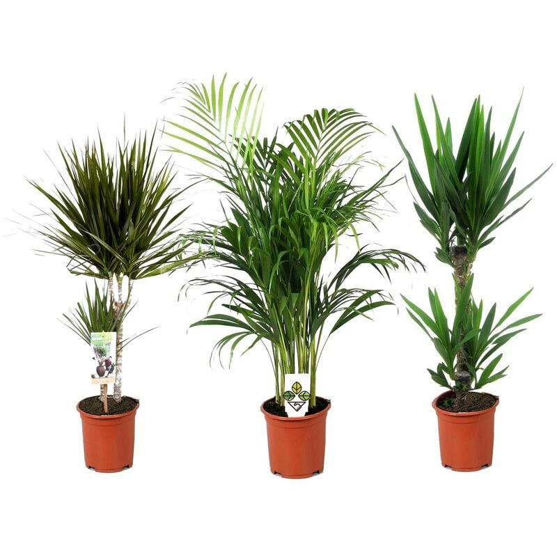 Plant In A Box - Indoor Palm Mix xl - Mélange de 3 plantes - Palme - Pot 17cm - Hauteur 70-90cm - Vert