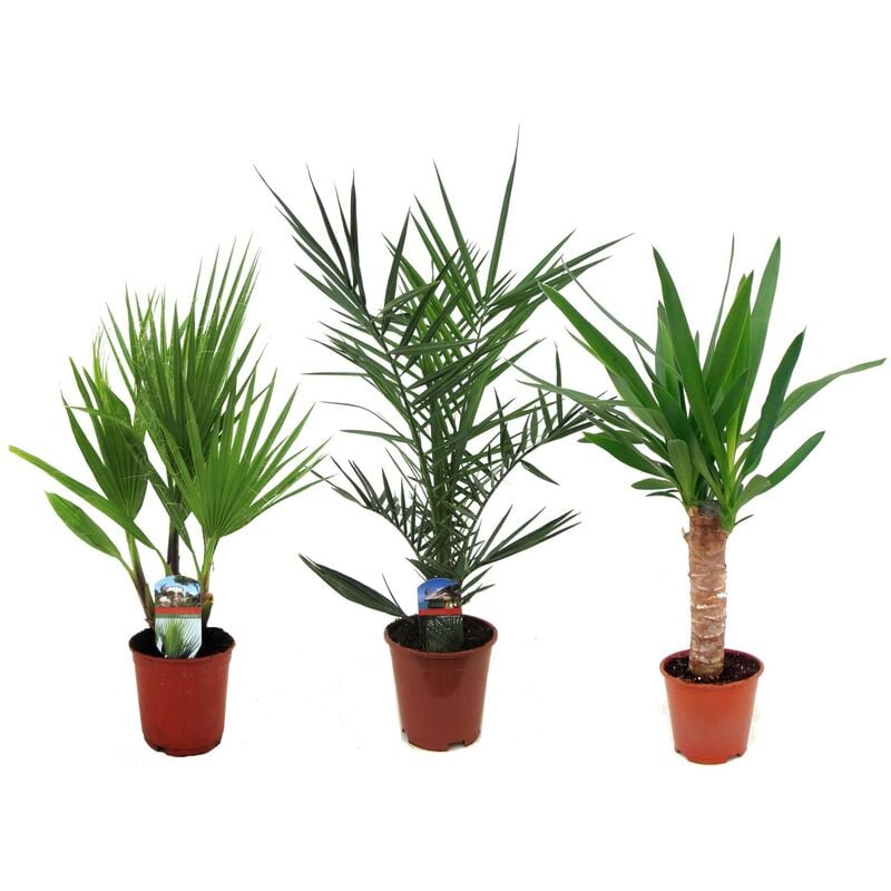 Palmiers d'intérieur - mélange de 3 - Washingtonia - Yucca - Phoenix - Vert