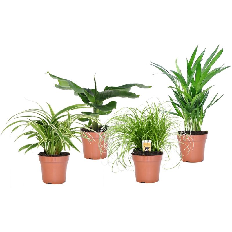 Plant In A Box - Plantes d'intérieur amies des animaux - Mix de 4 - Pot 12cm - Hauteur 20-40cm - Vert
