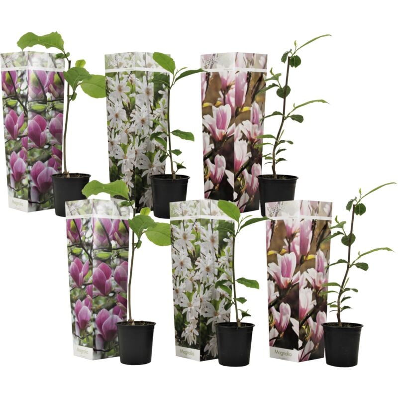 Plant In A Box - Arbre à tulipes - Set de 6 - Magnolia - Hauteur 25-40cm - ⌀9cm