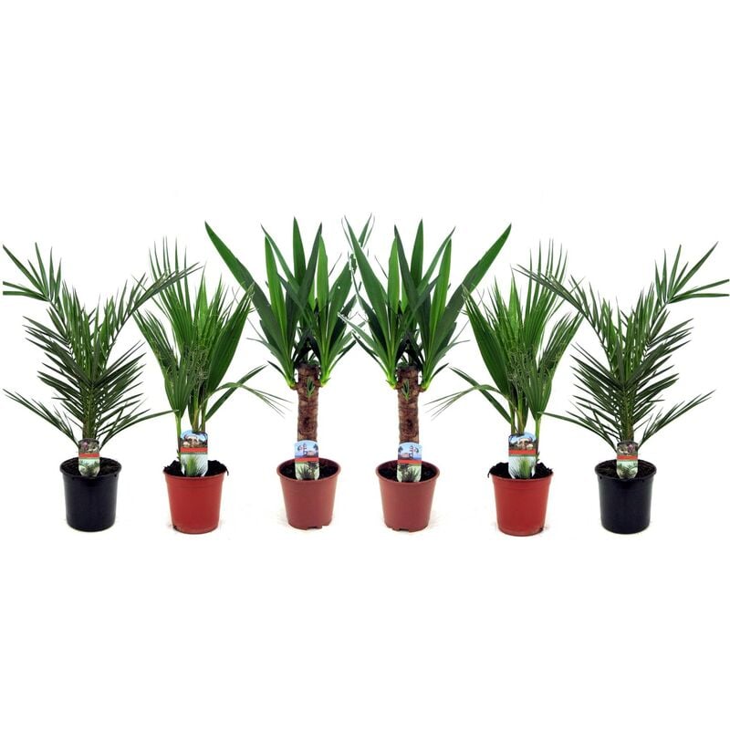 Plant In A Box - Palmiers - Mélange de 6 - Phoenix Yucca Washingtonia - ⌀14cm - Hauteur 50-70cm - Vert