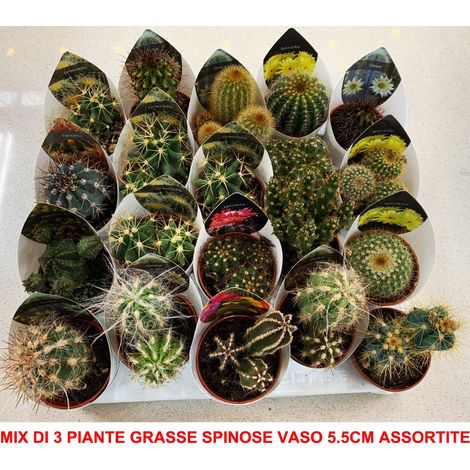 MIX DI 3 PIANTE GRASSE SPINOSE VASO 6CM CACTUS CACTACEE COMPOSIZIONI