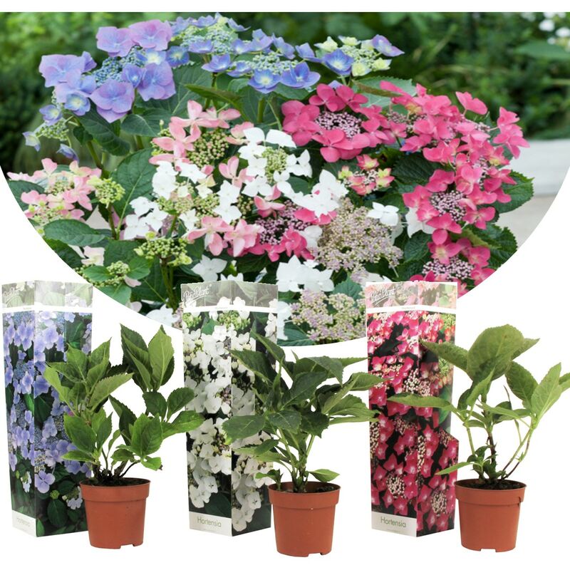 Plant In A Box - Hortensia Teller - Mélange de 3 - Jardin - Pot 9cm - Hauteur 25-40cm - Bleu