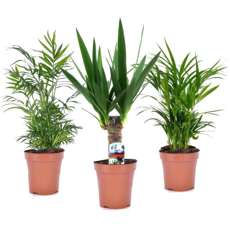 Plant In A Box - Mini palmiers - Mélange de 3 - Pot 12cm - Hauteur 30-40cm - Vert
