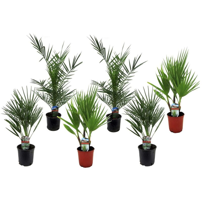 Plant In A Box - Palmiers d'extérieur - Mélange de 6 - Pot 15cm - Hauteur 50-70cm - Vert