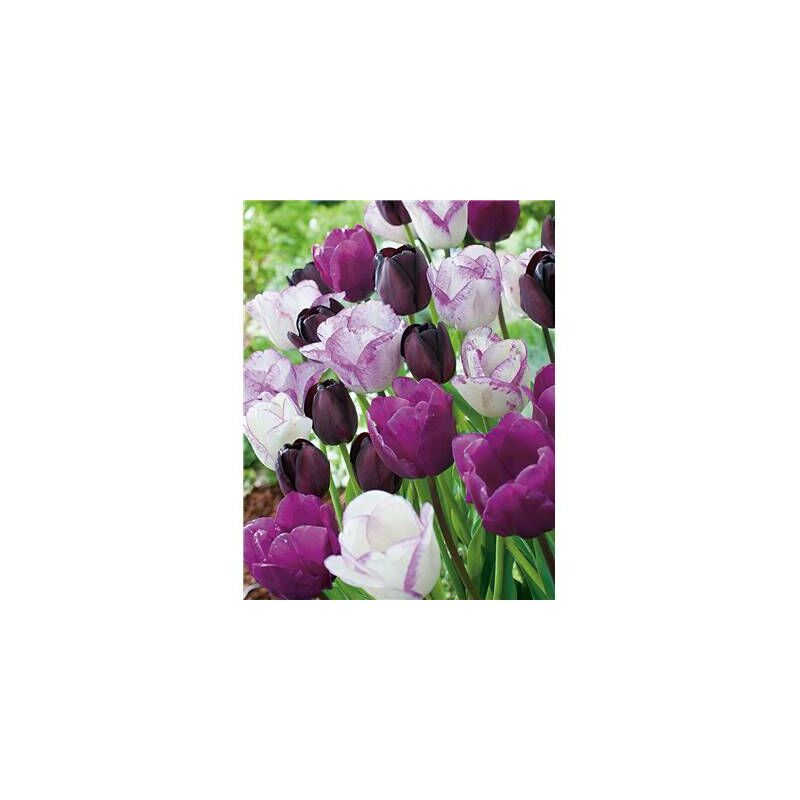 Tulipes Melange Galaxy