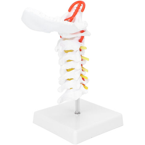 Modèle anatomique de colonne cervicale avec nerfs et artères pour cours de biologie et démonstration médicale