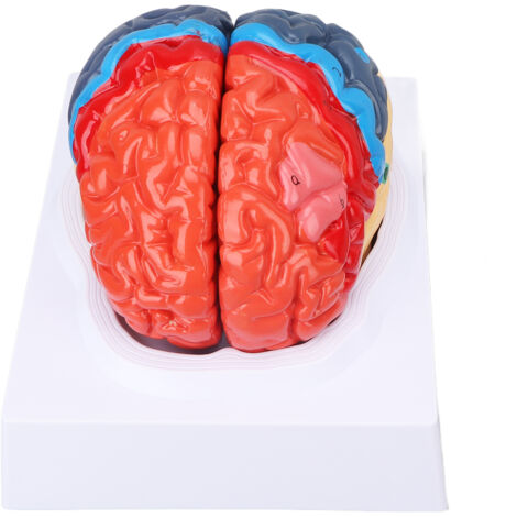 Modèle de Cerveau Anatomique Détachable avec Artères Colorées pour Études Médicales et Éducation