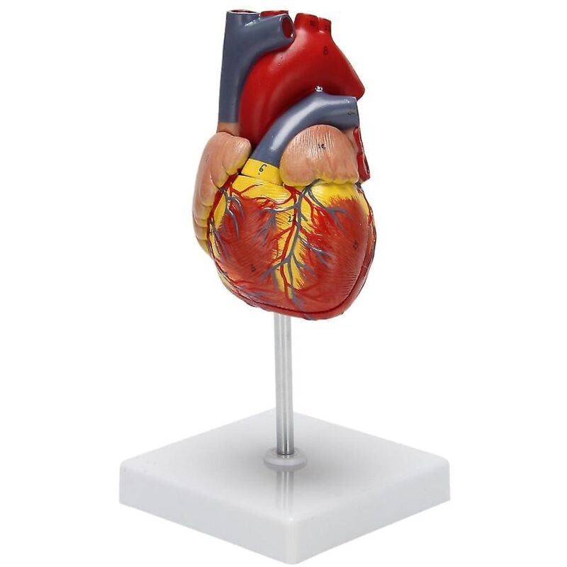 Fei Yu - Modèle de cœur humain 1:1, affichage d'apprentissage en classe de sciences, enseignement de la médecine