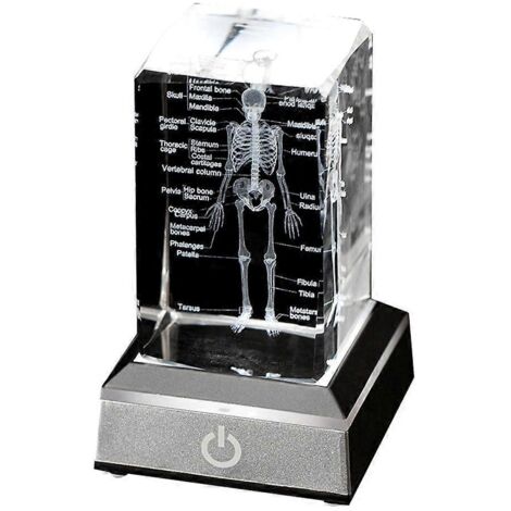 Modèle de squelette humain en cristal - Cadeau d'anatomie