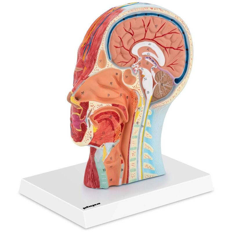 Physa - Modello anatomico della testa umana con collo Sezione mediana Grandezza naturale