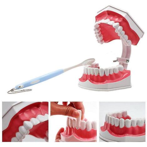 modle Dentaire Pdagogique  Dents Infrieures Amovibles Et Une Brosse  Dents, De Haute Qualit Brosse  Dents En Couleurs Alatoires