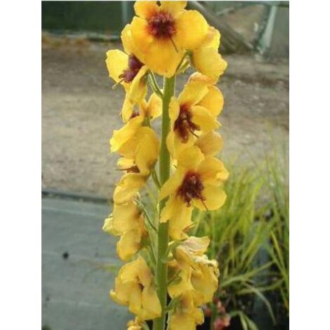 Molène 'Cotswold Queen' Godet de 8/9 cm