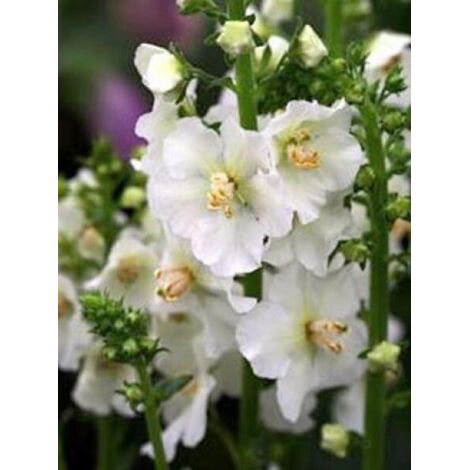 Molène 'Flush Of White' Godet de 8/9 cm