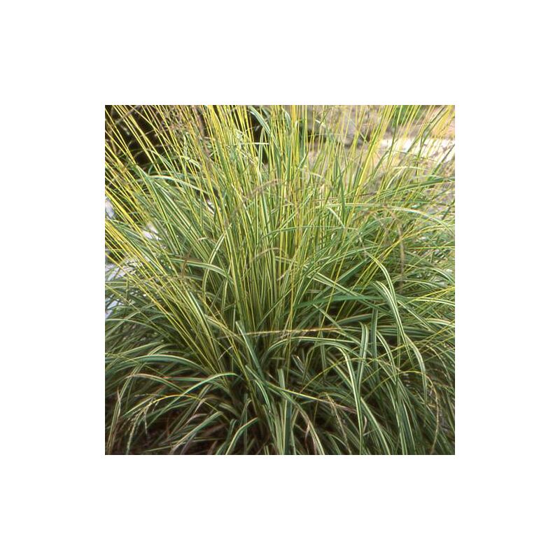 Plantes Avenue - Molinie bleue caerulea Variegata | Conditionnement: Lot de 5 godets