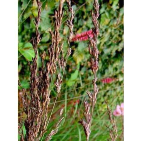 Molinie bleue 'Edith Dudzus' Pot de 2L/3L