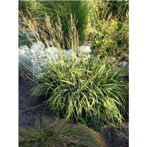 Molinie bleue 'Heidebraut' Godet de 8/9 cm