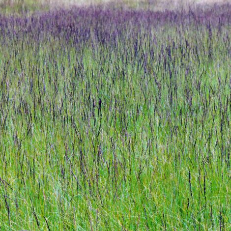 Molinie bleue Moorhexe' - Molinia caerulea Moorhexe' godet 9cm