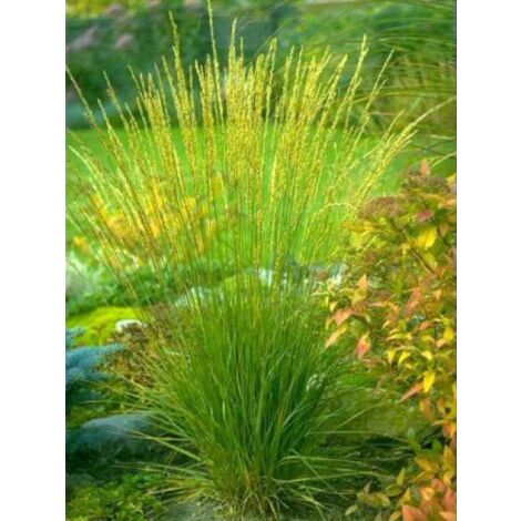 Molinie bleue 'Transparent' Godet de 8/9 cm