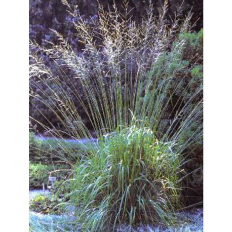Molinie 'Karl Foerster' Pot de 2L/3L