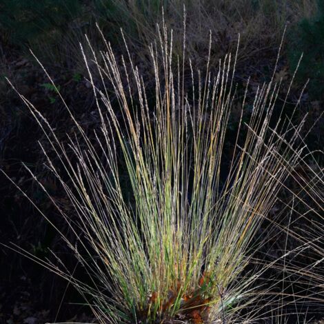 Molinie roseau Black Arrows' - Molinia arundinacea Black Arrows' pot 3L