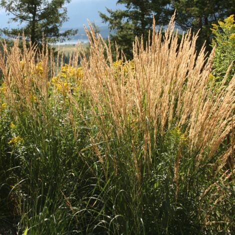 Molinie roseau Karl Foerster' - Molinia arundinacea Karl Foerster' pot 3L