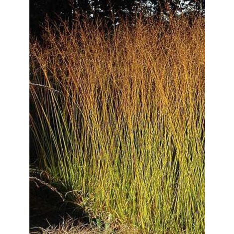Molinie 'Windsaule' Godet de 8/9 cm