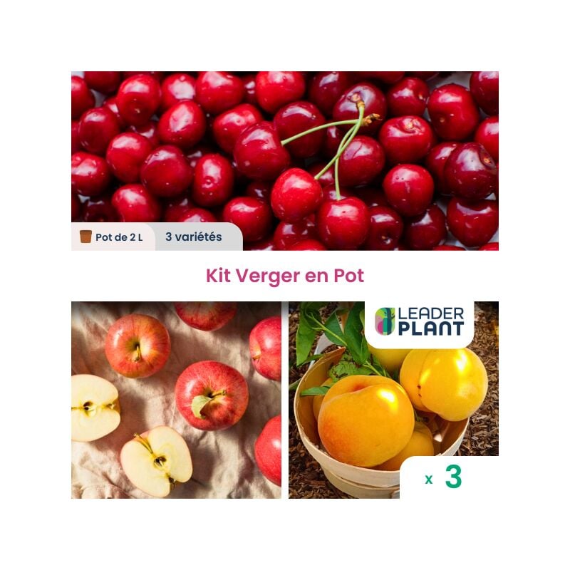 Kit Mon Verger en Pot - 3 variétés