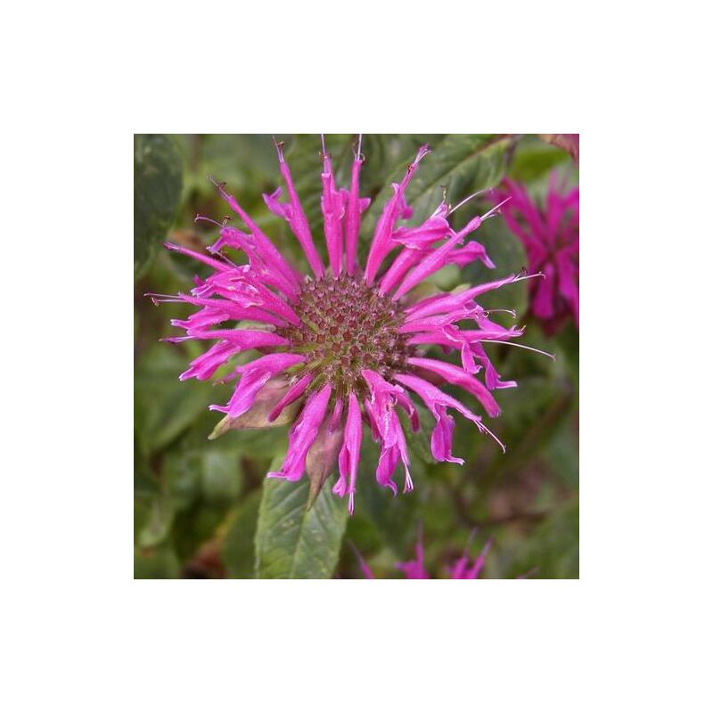 Monarde Blaustrumpf | Conditionnement: Lot de 9 godets