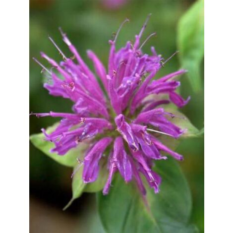 Monarde 'Blaustrumpf' Godet de 8/9 cm