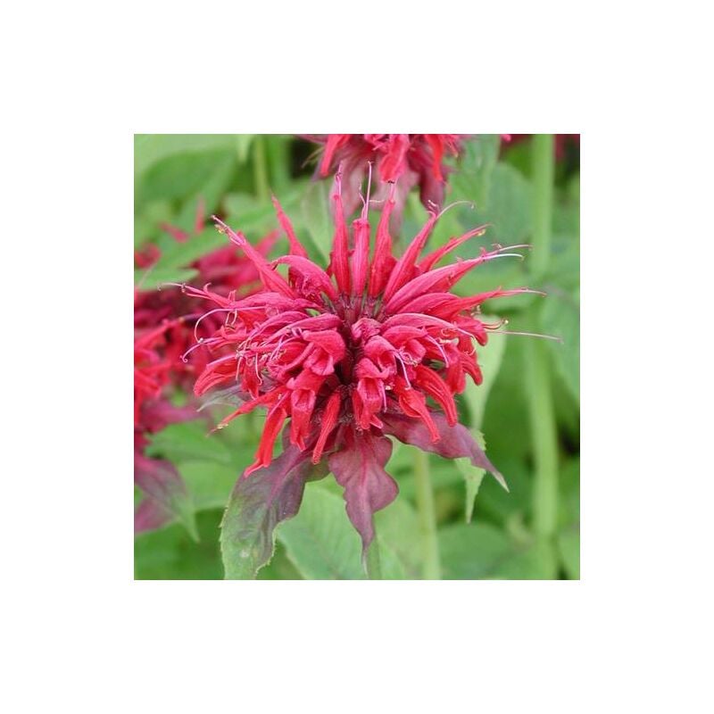 Plantes Avenue - Monarde Cambridge Scarlet | Conditionnement: Lot de 9 godets