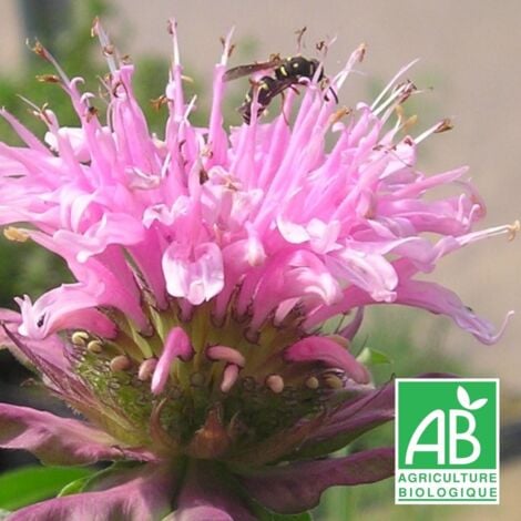 Monarde Croftway Pink BIO