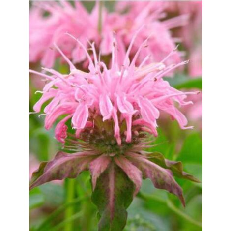 Monarde 'Croftway Pink' Godet de 8/9 cm
