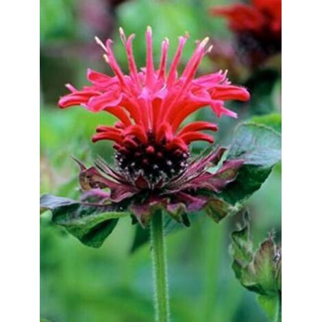 Monarde 'Feuerschopf' Godet de 8/9 cm
