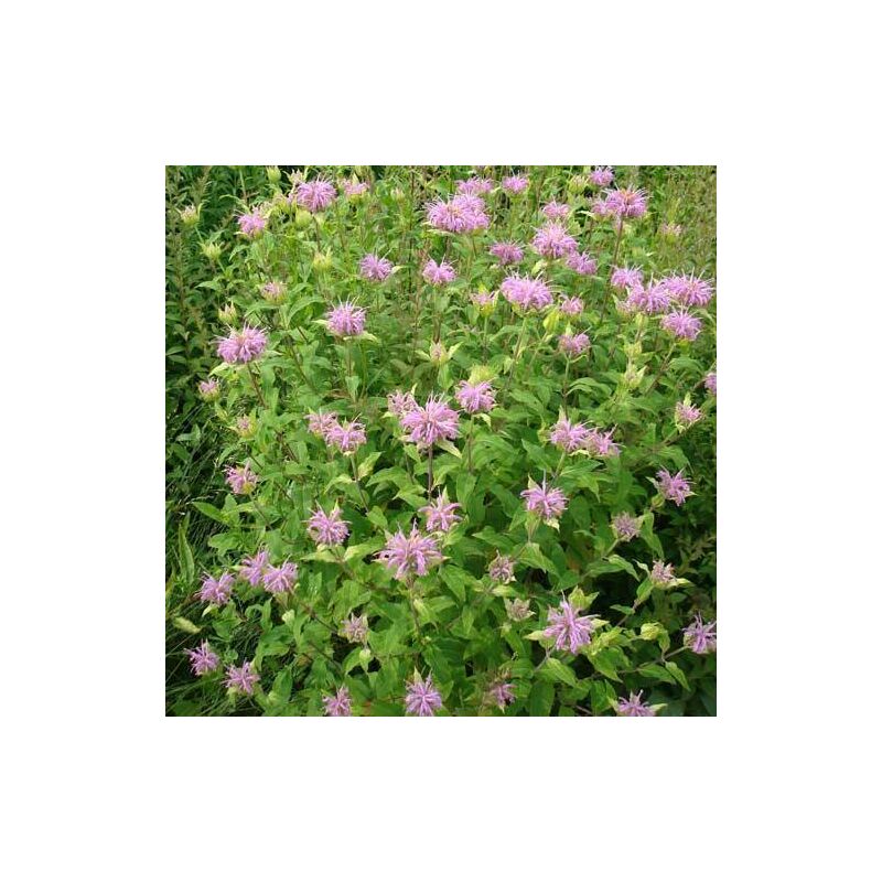 Monarde fistuleuse | Conditionnement: Lot de 5 godets
