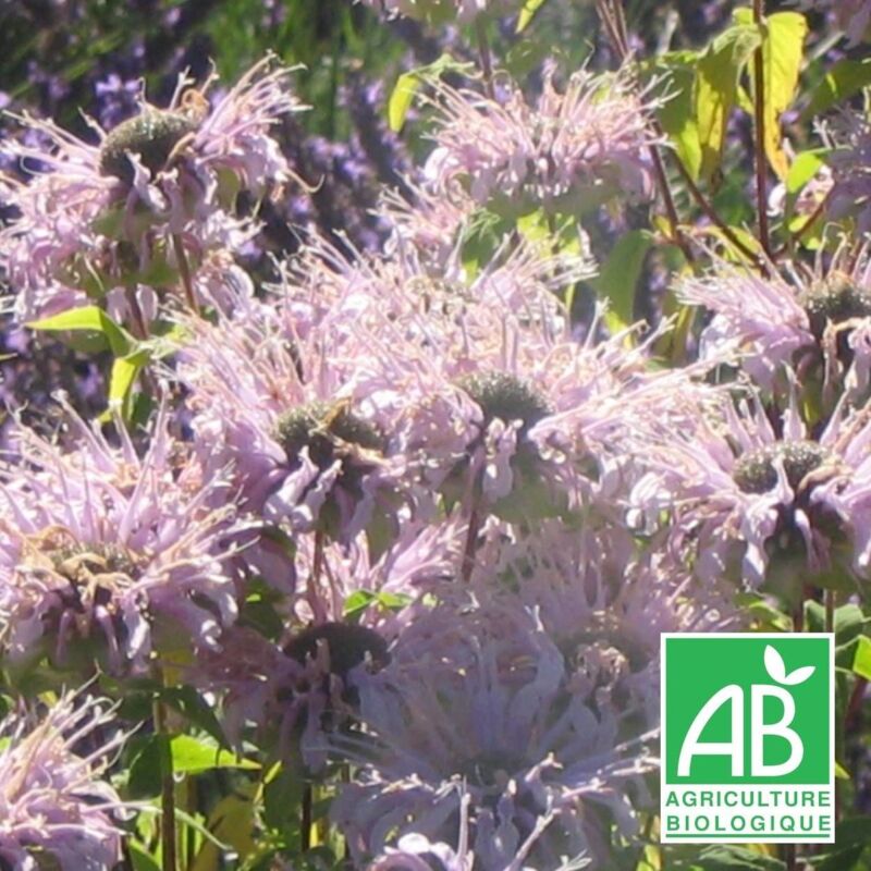 Monarde fistuleuse BIO/Lot de 9 godets - Rose