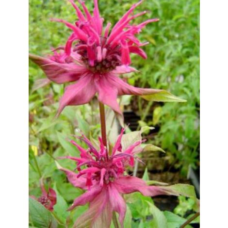 Monarde 'Gewitterwolke' Godet de 8/9 cm