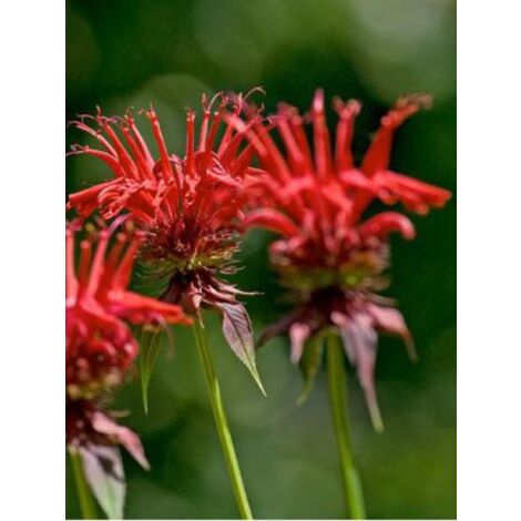 Monarde 'Jacob Cline' Godet de 8/9 cm