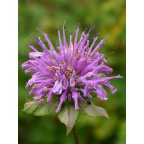 Monarde 'Menthifolia' Godet de 8/9 cm