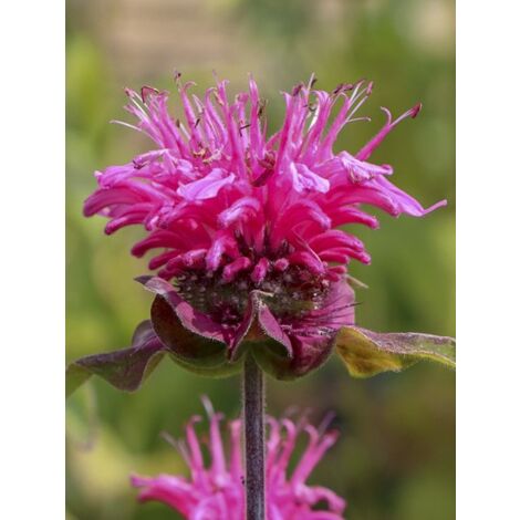 Monarde 'Pink Lace' Godet de 8/9 cm