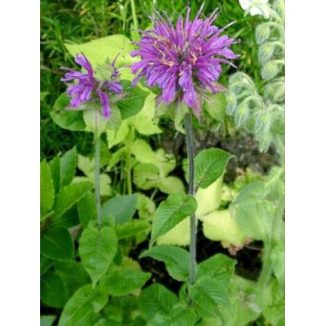 Monarde 'Praerienacht' Godet de 8/9 cm