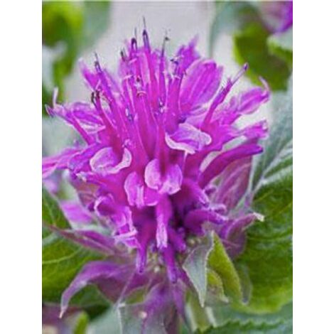 Monarde 'Purple Lace' Godet de 8/9 cm