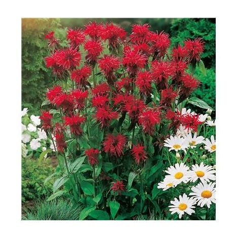 MONARDE ROUGE PLANTE VIVACE - 3 GODETS