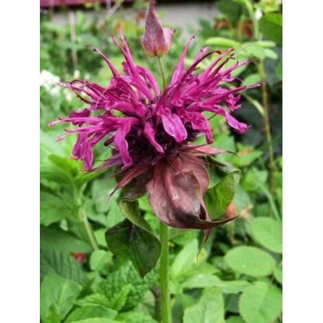 Monarde 'Scorpion' Godet de 8/9 cm