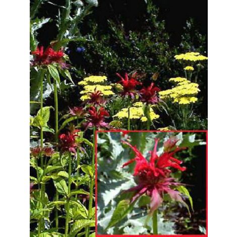 Monarde 'Squaw' Godet de 8/9 cm
