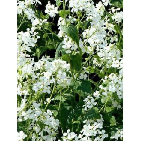 Monnaie du pape 'Alba' Godet de 8/9 cm