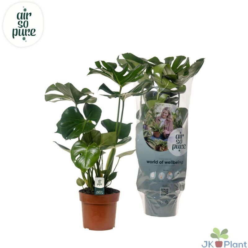 Monstera Deliciosa - Ø17cm - H55cm– ComfortXL Green