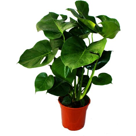 Monstera deliciosa - feuille de fenêtre - pot de 21cm - hauteur env. 50-60cm